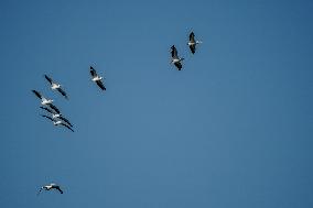 Osprey And Other Wildlife At The Oxbow Nature Conservancy