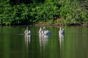 Osprey And Other Wildlife At The Oxbow Nature Conservancy