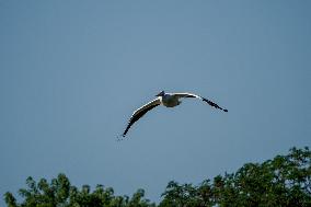 Osprey And Other Wildlife At The Oxbow Nature Conservancy