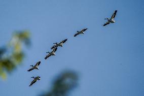 Osprey And Other Wildlife At The Oxbow Nature Conservancy