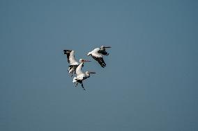 Osprey And Other Wildlife At The Oxbow Nature Conservancy