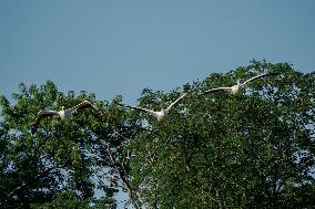 Osprey And Other Wildlife At The Oxbow Nature Conservancy