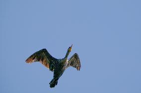 Osprey And Other Wildlife At The Oxbow Nature Conservancy