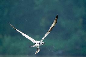 Osprey And Other Wildlife At The Oxbow Nature Conservancy