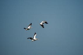 Osprey And Other Wildlife At The Oxbow Nature Conservancy