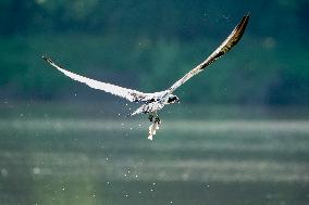 Osprey And Other Wildlife At The Oxbow Nature Conservancy