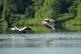 Osprey And Other Wildlife At The Oxbow Nature Conservancy