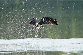 Osprey And Other Wildlife At The Oxbow Nature Conservancy