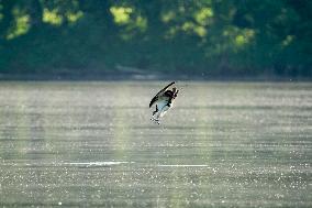 Osprey And Other Wildlife At The Oxbow Nature Conservancy