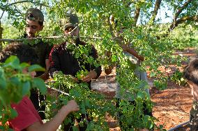 Harvesting The Mahaleb Season In Jabal Al-Zawiya, Idlib Countryside