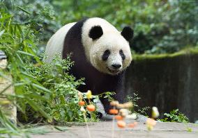 Tokyo-born panda Xiang Xiang in China