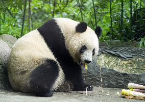 Tokyo-born panda Xiang Xiang in China