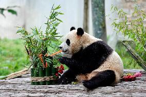 (SichuanMosaics)CHINA-SICHUAN-GIANT PANDA-FU BAO-MEETING THE PUBLIC (CN)
