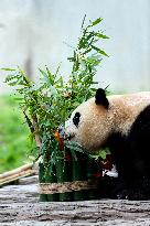 (SichuanMosaics)CHINA-SICHUAN-GIANT PANDA-FU BAO-MEETING THE PUBLIC (CN)