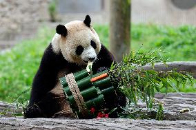 (SichuanMosaics)CHINA-SICHUAN-GIANT PANDA-FU BAO-MEETING THE PUBLIC (CN)