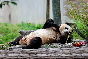 (SichuanMosaics)CHINA-SICHUAN-GIANT PANDA-FU BAO-MEETING THE PUBLIC (CN)