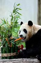 (SichuanMosaics)CHINA-SICHUAN-GIANT PANDA-FU BAO-MEETING THE PUBLIC (CN)