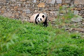 (SichuanMosaics)CHINA-SICHUAN-GIANT PANDA-FU BAO-MEETING THE PUBLIC (CN)