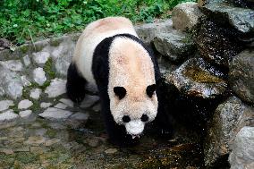 (SichuanMosaics)CHINA-SICHUAN-GIANT PANDA-FU BAO-MEETING THE PUBLIC (CN)