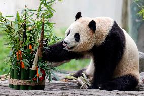 (SichuanMosaics)CHINA-SICHUAN-GIANT PANDA-FU BAO-MEETING THE PUBLIC (CN)