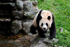 (SichuanMosaics)CHINA-SICHUAN-GIANT PANDA-FU BAO-MEETING THE PUBLIC (CN)