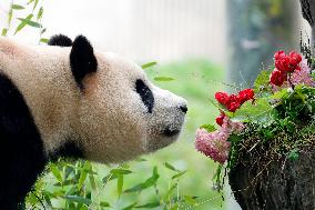 (SichuanMosaics)CHINA-SICHUAN-GIANT PANDA-FU BAO-MEETING THE PUBLIC (CN)