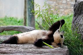 (SichuanMosaics)CHINA-SICHUAN-GIANT PANDA-FU BAO-MEETING THE PUBLIC (CN)