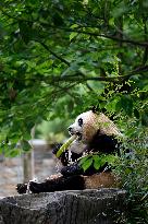 (SichuanMosaics)CHINA-SICHUAN-GIANT PANDA-FU BAO-MEETING THE PUBLIC (CN)