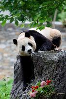 (SichuanMosaics)CHINA-SICHUAN-GIANT PANDA-FU BAO-MEETING THE PUBLIC (CN)