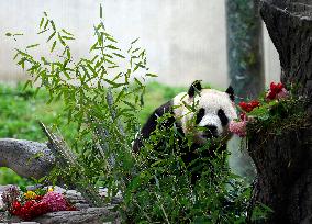 (SichuanMosaics)CHINA-SICHUAN-GIANT PANDA-FU BAO-MEETING THE PUBLIC (CN)