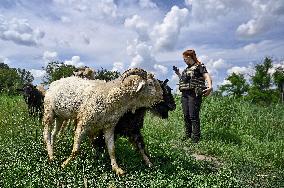 Pensioner cares for 50 goats in frontline Orikhiv