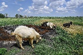 Pensioner cares for 50 goats in frontline Orikhiv