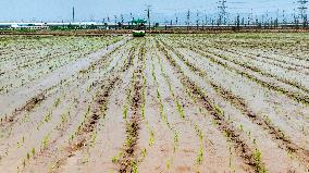 Rice Transplanting in Nanjing