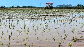 Rice Transplanting in Nanjing