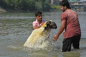 Livestock Ahead Of Eid-Al Adha In Kasnmir