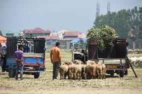 Livestock Ahead Of Eid-Al Adha In Kasnmir