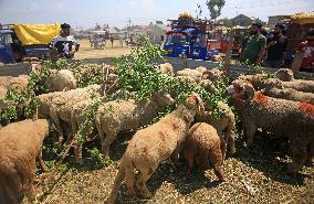 Livestock Ahead Of Eid-Al Adha In Kasnmir