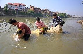 Livestock Ahead Of Eid-Al Adha In Kasnmir