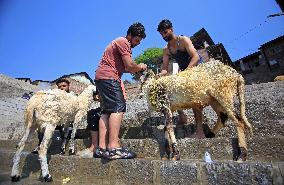 Livestock Ahead Of Eid-Al Adha In Kasnmir