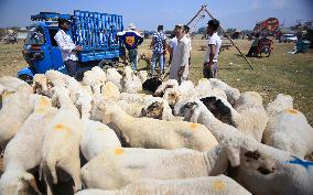 Livestock Ahead Of Eid-Al Adha In Kasnmir