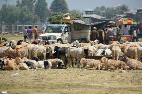 Livestock Ahead Of Eid-Al Adha In Kasnmir