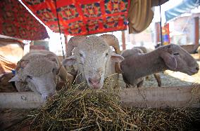 Livestock Ahead Of Eid-Al Adha In Kasnmir