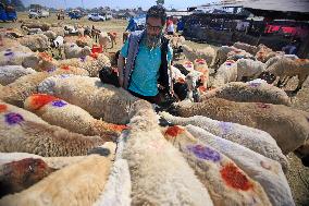 Livestock Ahead Of Eid-Al Adha In Kasnmir