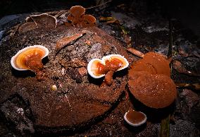 Ganoderma Fungi