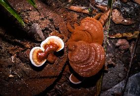 Ganoderma Fungi