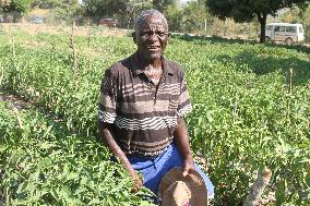 ZIMBABWE-MUTOKO-CLIMATE-SMART FARMING