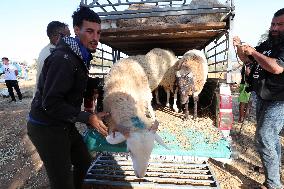 Livestock Market In Algiers