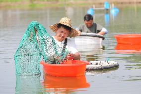 Green Shrimp Harvest in Huzhou