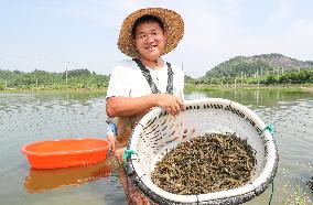 Green Shrimp Harvest in Huzhou