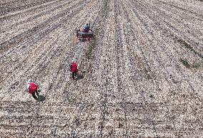 Agricultural Drought Resistance in Liaocheng